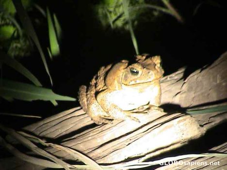 Postcard Poisonous Frog