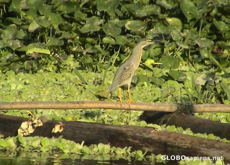 Postcard Heron