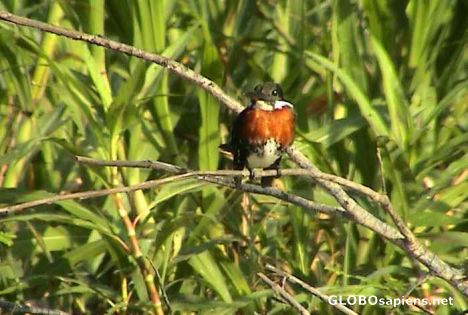 Postcard Kingfisher 1