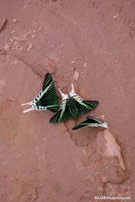 Postcard Butterflies on Madre de Dios Shore