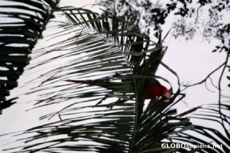 Postcard Scarlet Macaw in a Tree