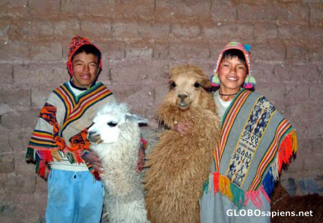 Postcard Alpaca Boys