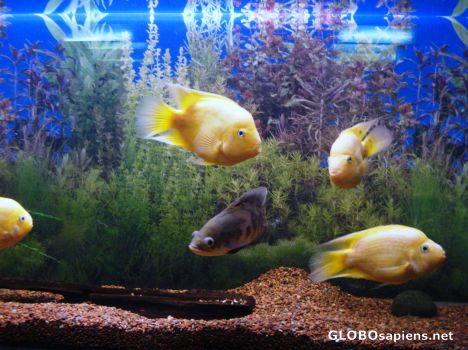 Postcard Oscar fish and Parrot fish
