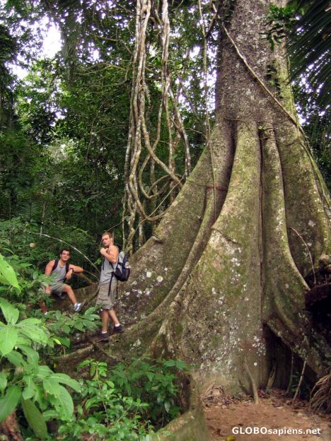 Postcard Manu Reserve