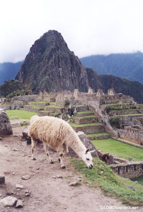 Postcard Llamas in the Machupicchu.