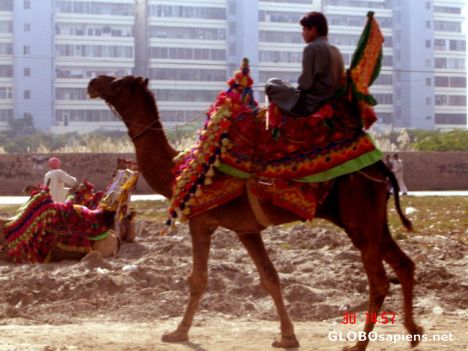 Postcard Camel Safari