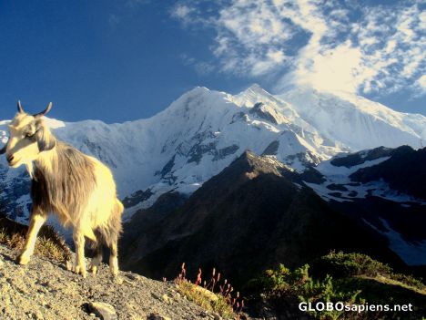 Postcard Rakaposhi Massiv before sunset