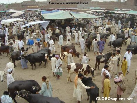 Postcard Animal market