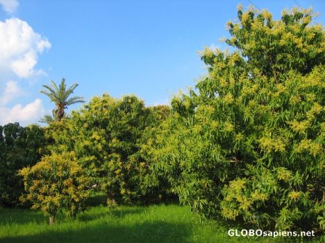 Postcard Gardens of Mango in Multan