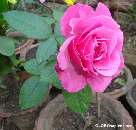 Postcard Roses