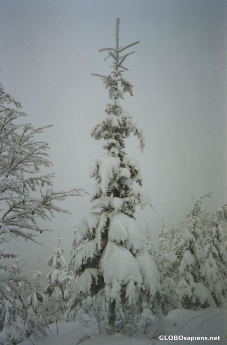 Postcard snow everywhere