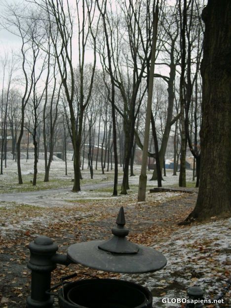 Postcard Through the trees