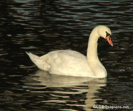 Postcard The swan