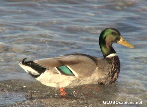 Postcard Male duck