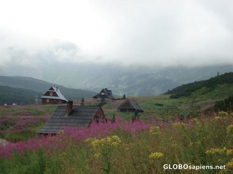 Postcard Hala Gąsienicowa