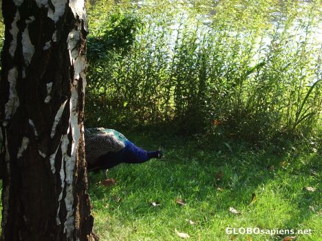 Postcard Peacock