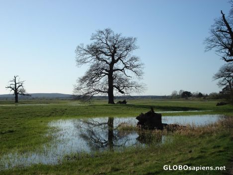 Postcard Swamps and old oaks