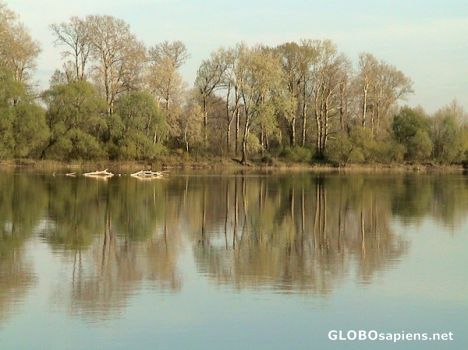 Postcard Serenity of Narew River