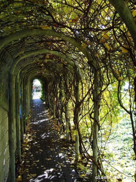 Postcard Autumn tunnel