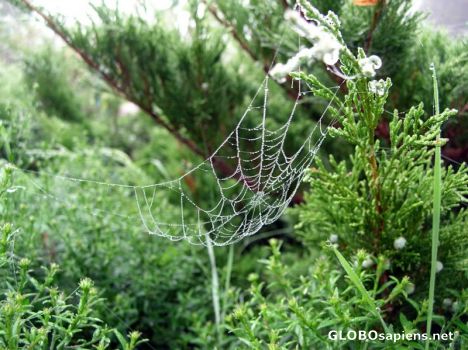 Postcard a spiderweb