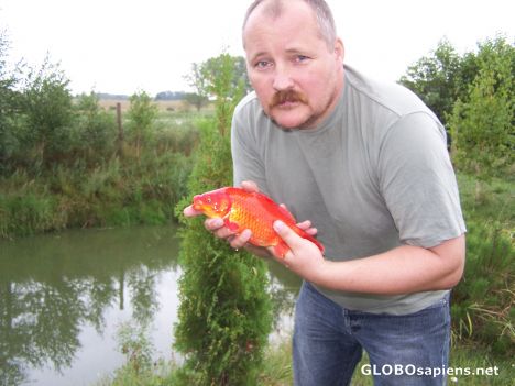 Postcard Gold Fish