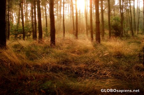 Postcard Dawn in the forest