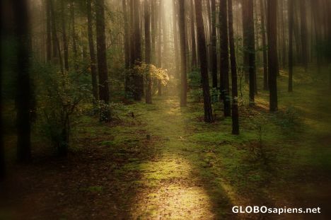 Postcard Teleportation in the forest