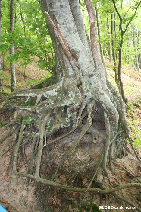 Postcard Beech in Poddabie