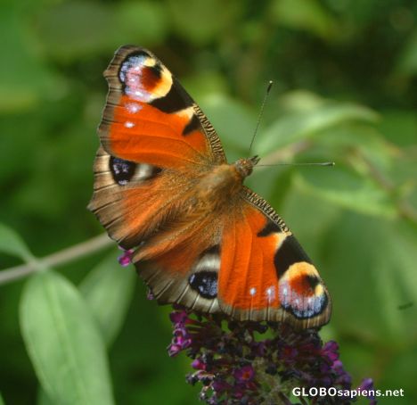 Postcard Peacock butterfly