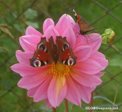 Postcard Two butterfly