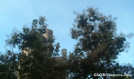 Postcard Eurasian smoketree