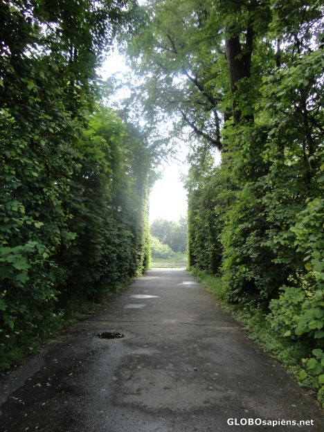 Hornbeam Avenues..
