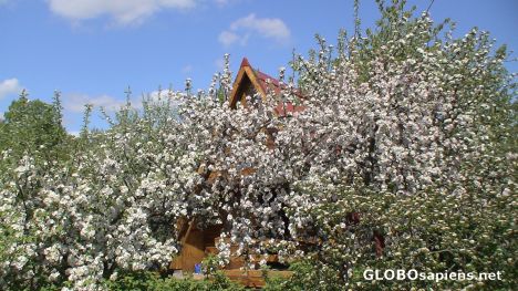 Postcard Blossom in Gdansk...