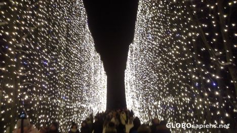 Postcard Lights in Oliwa park