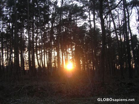 Postcard Forest in Zapadłe