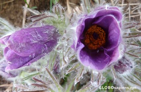 Postcard Zapadle - Pulsatilla