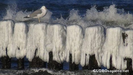 Postcard Seagull on ice