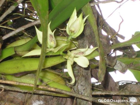 Postcard Bromeliad Flower