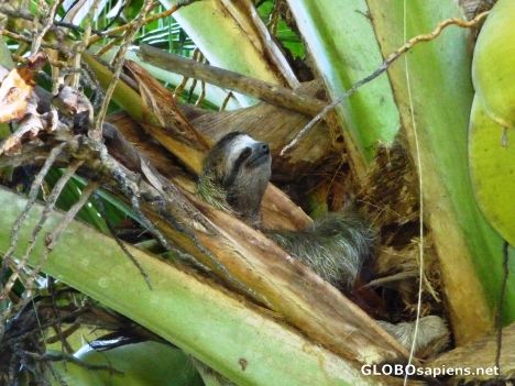 Postcard Sloth poses for a Close-up