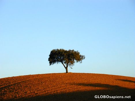 Postcard Alentejo - Cork Oak