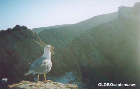 Postcard gaivota na berlenga