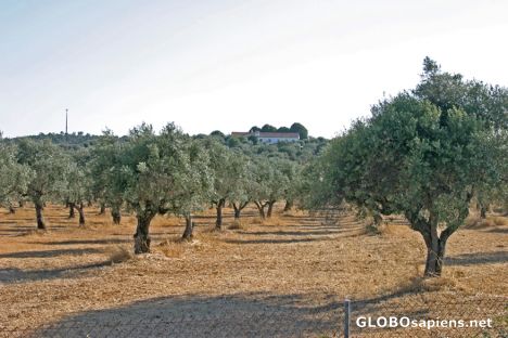 Postcard Portugal: Paisagem de Alentejo