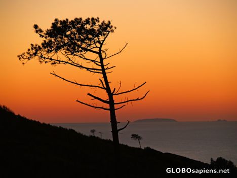 Postcard wild pine and ocean