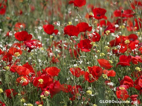 Postcard Portugal Natural Spring Flowers