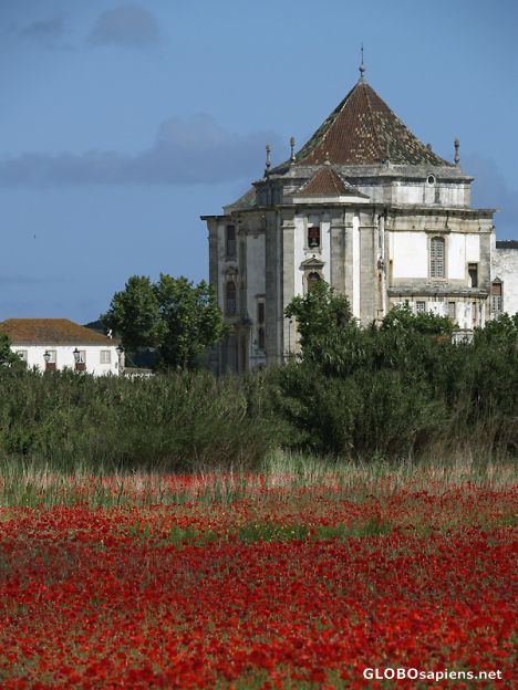 Postcard Poppy field around Obidos