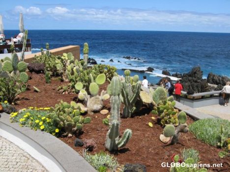 Postcard Cactus and coast