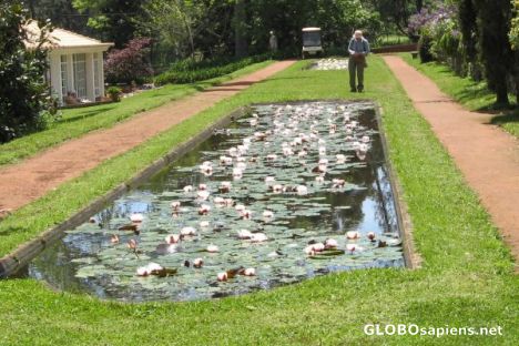 Postcard Blandy's gardens 8
