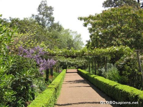 Postcard Blandy's Gardens 6