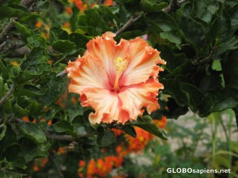 Postcard Botanical gardens 8