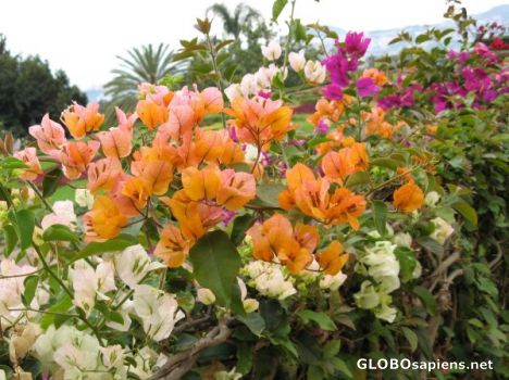 Postcard Botanical Gardens 9